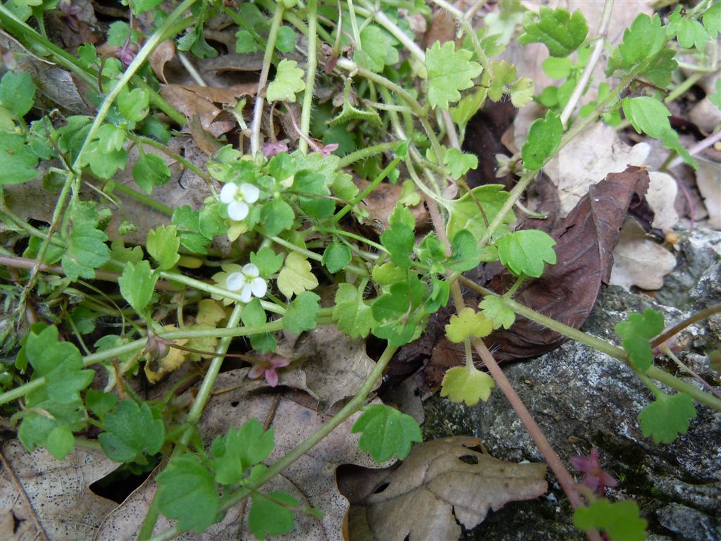 Veronica cymbalaria / Veronica a foglie di Cimbalaria